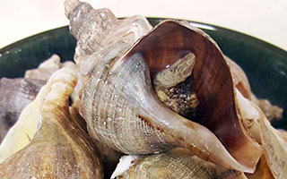 conch.jpg
