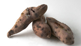sweet potato.jpg
